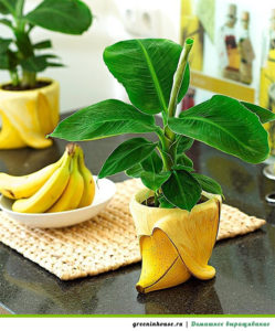 Cultivar uma banana em casa