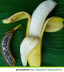 Sementes de banana