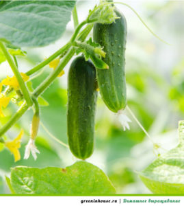 História das origens do pepino