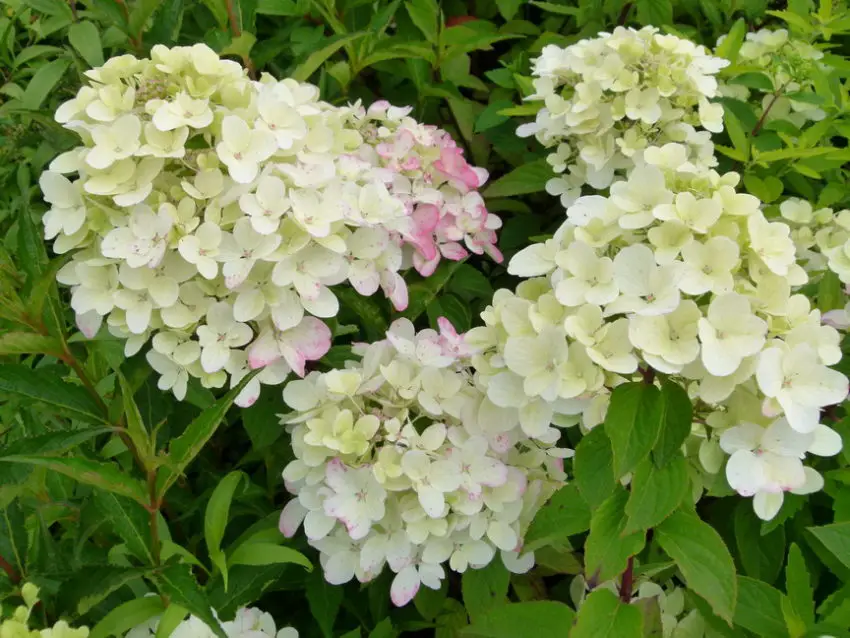 Hydrangea diamante