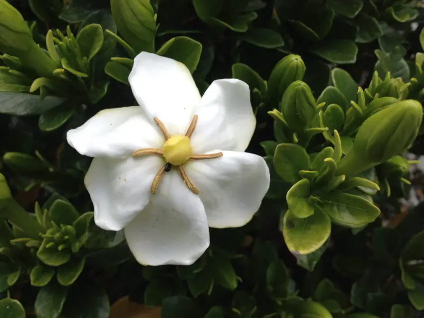 jasmim gardenia