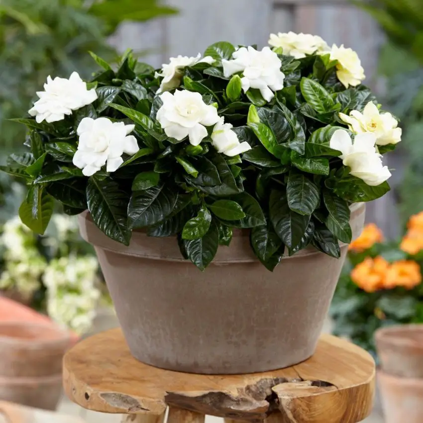 Cultivar e cuidar de jasmim gardenia em casa