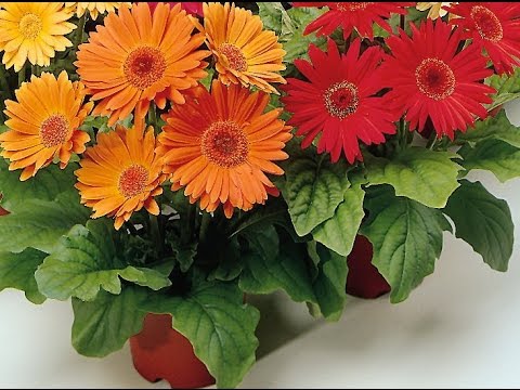 Gerbera cuidado