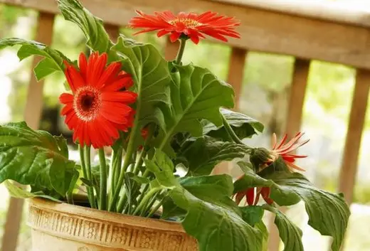 Gerberas em casa