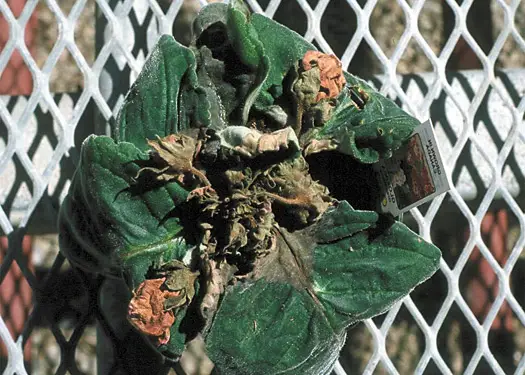 doenças da gloxinia