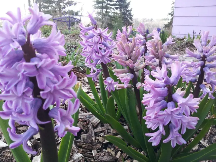 Quando desenterrar jacintos após a floração 