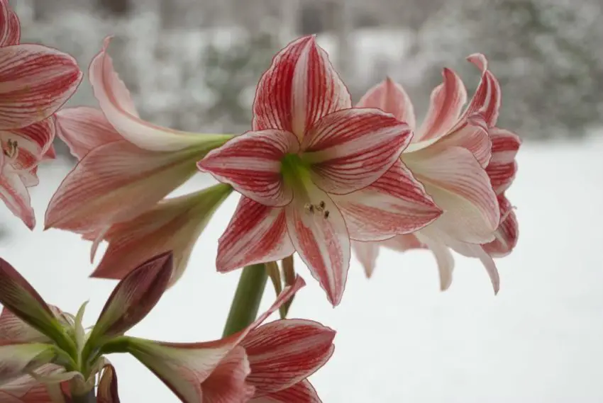 Amaryllis em casa