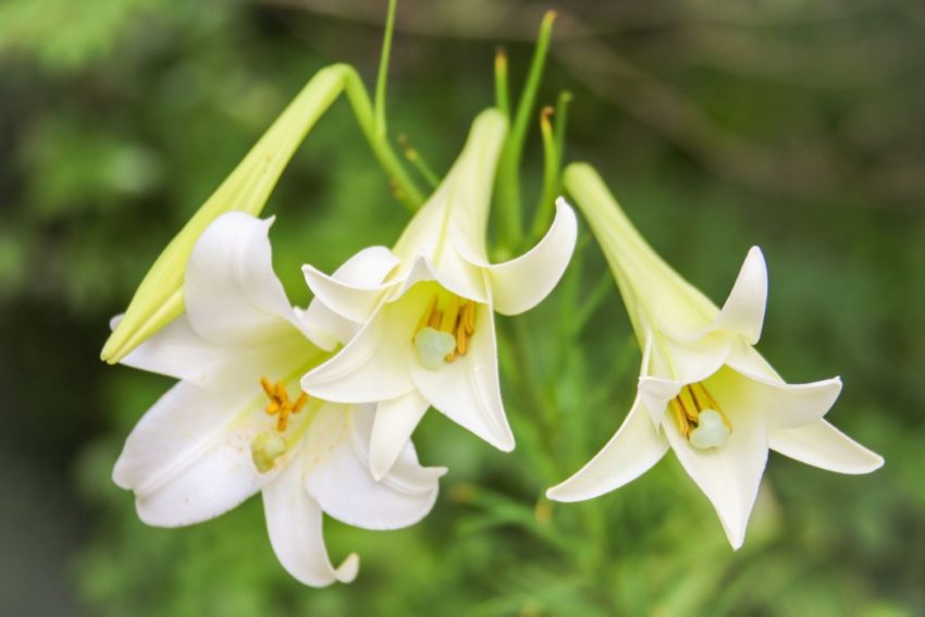 Porque é que o amaryllis não floresce