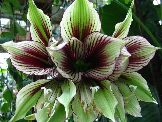 O hippeastrum não floresce 