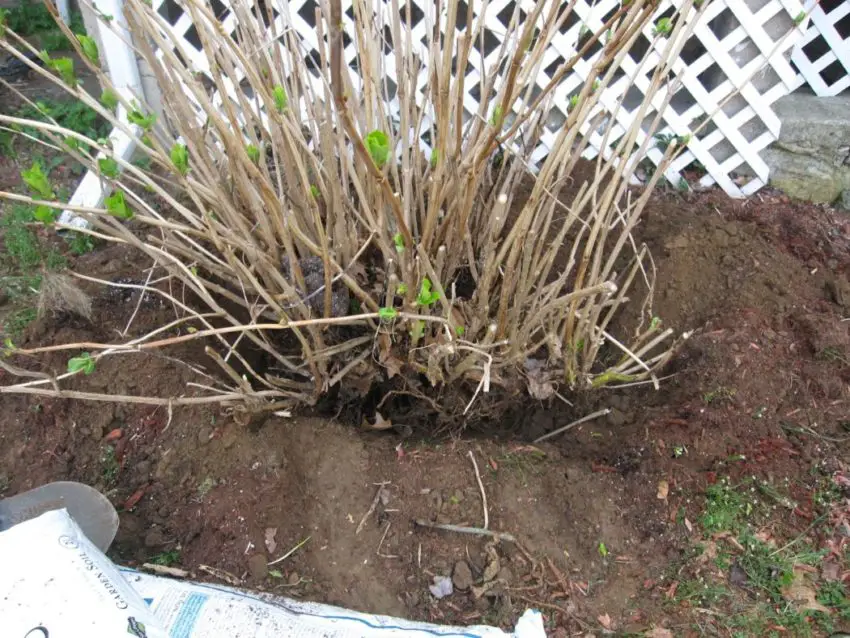 hortênsias de transplante