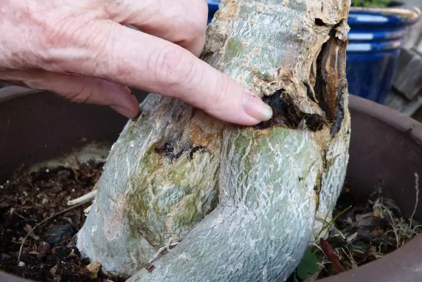 Podridão Adenium caudex