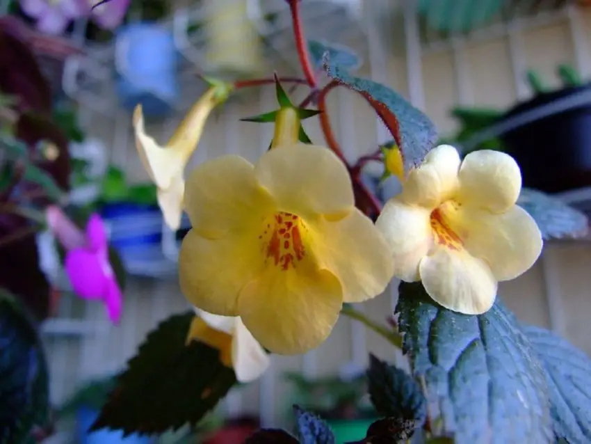 Cultivo e cuidados dos Achimenes