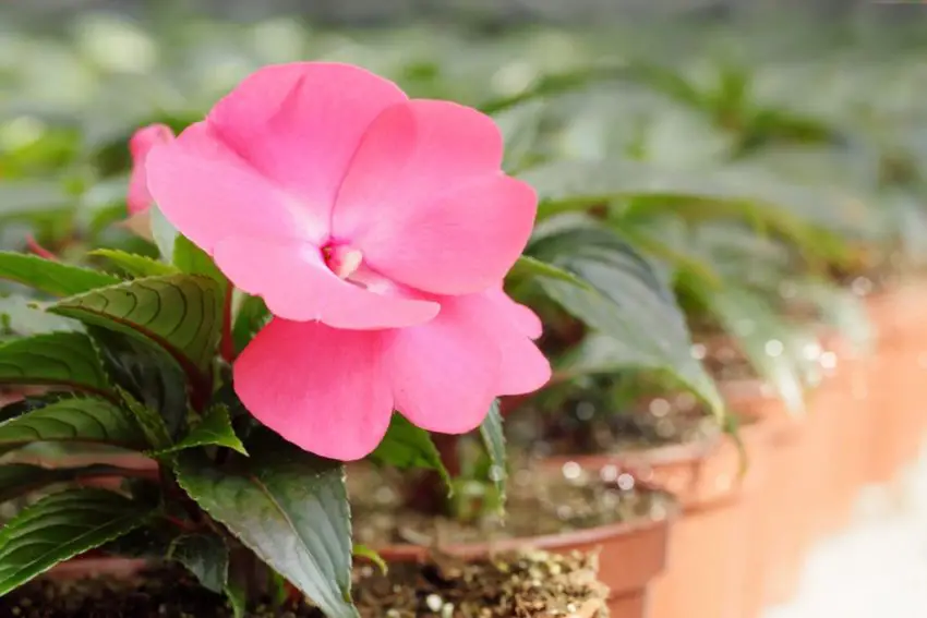 Cuidados e cultivo dos Achimenes