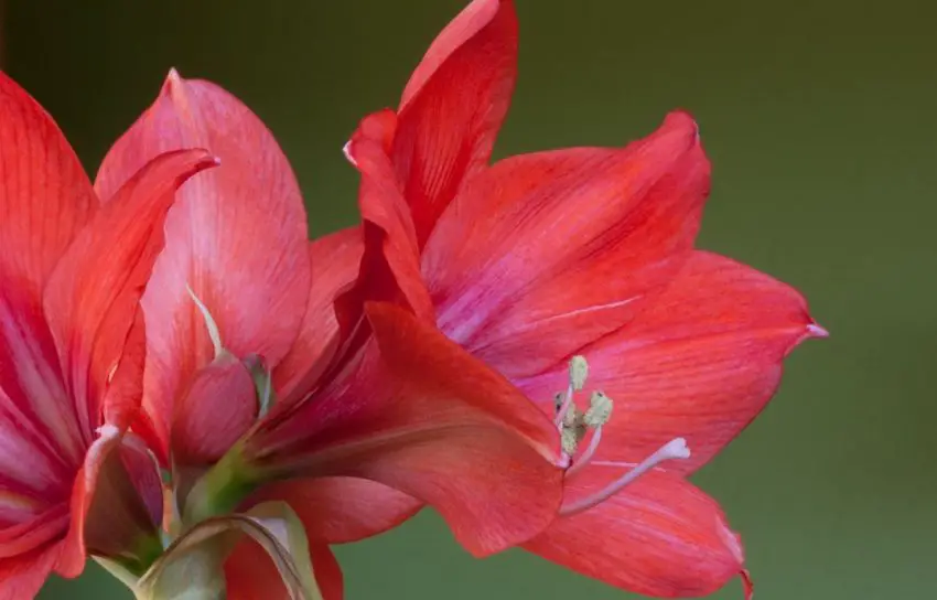 Razões pelas quais amaryllis não floresce