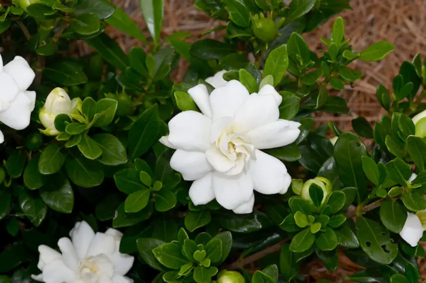 as folhas de jasmim gardenia tornam-se pretas e caem