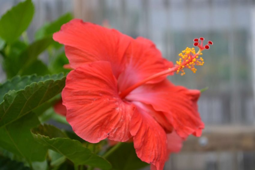 Causas da queda dos botões do hibisco