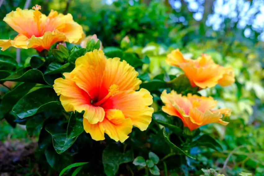 Causas da queda dos botões do hibisco