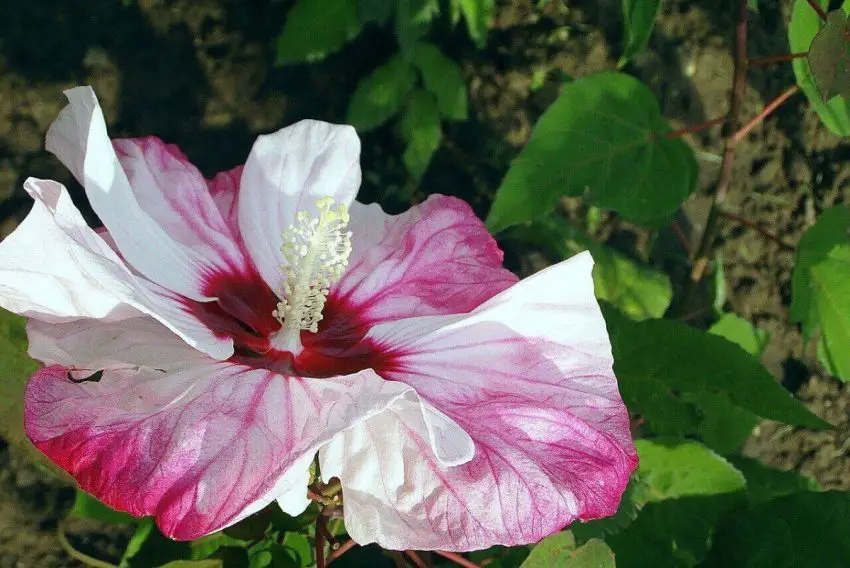 Causas da queda dos botões do hibisco