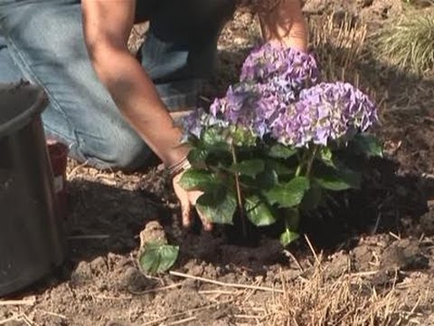 Transplante de hortênsia 