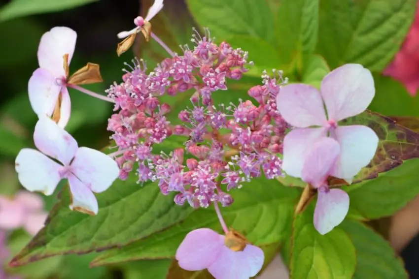 Plantação e cuidado de Hydrangea serrilhada bluebird