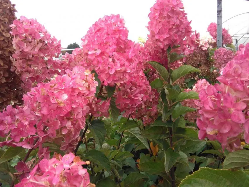 Hydrangea Frise melba