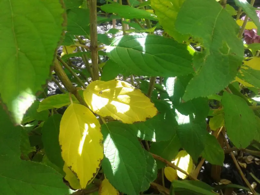 folhas amarelas sobre hortênsias