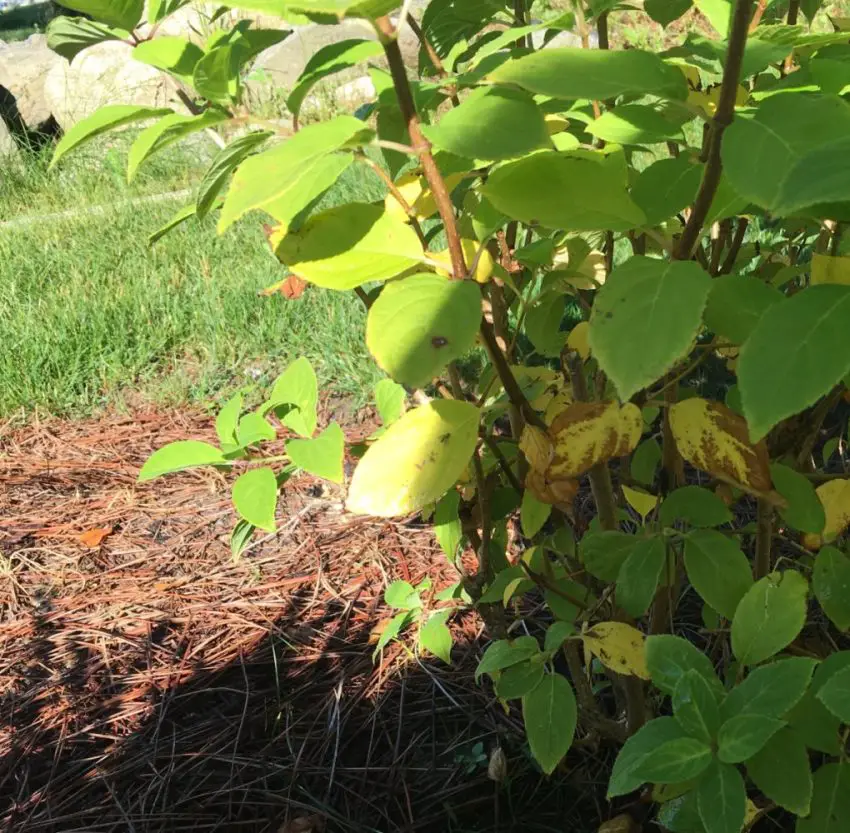 Causas do amarelecimento das folhas em hortênsias de jardim