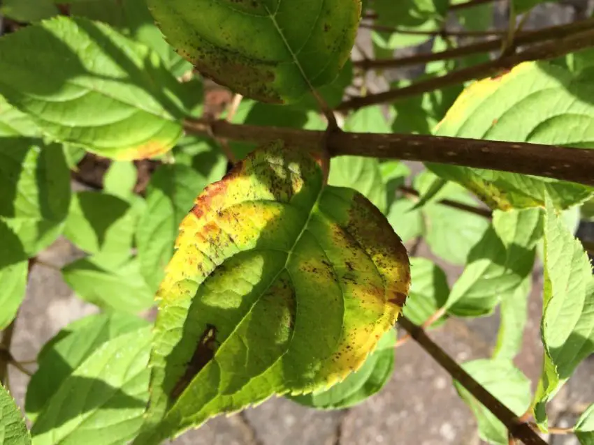 porque é que as folhas de hortênsia ficam amarelas