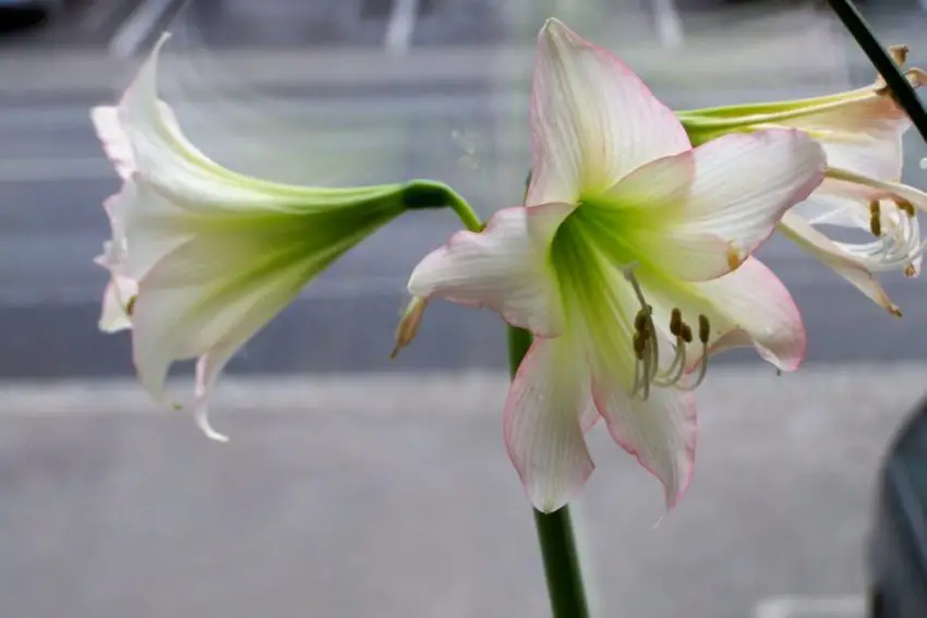 O hippeastrum não floresce o que fazer