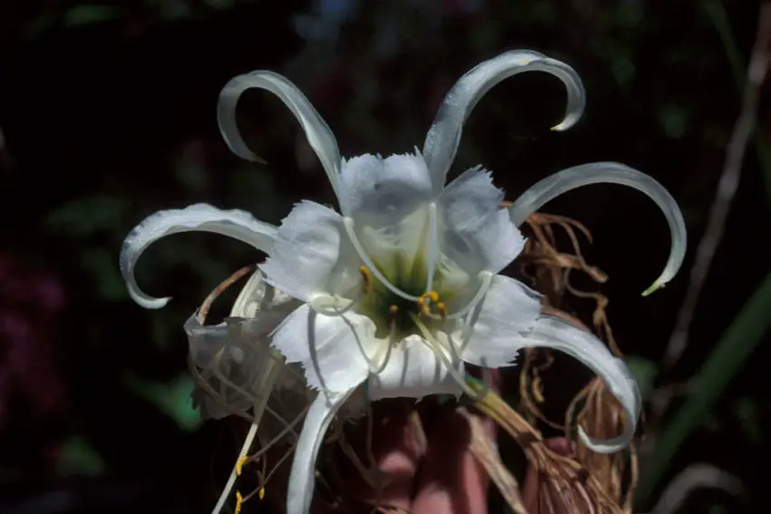 Hymenocallis crescendo