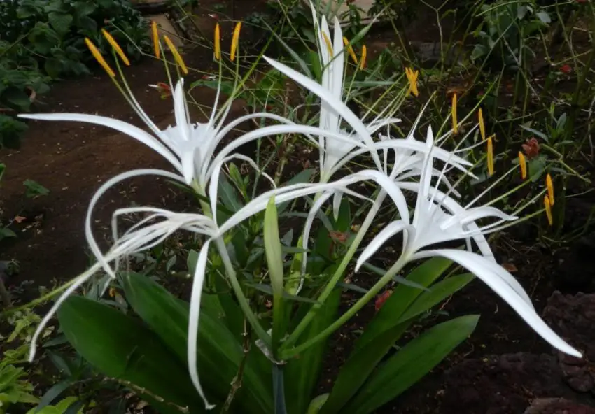 Cuidados com hímenocallis em casa 