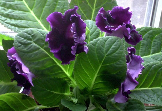 variedades de gloxinia 