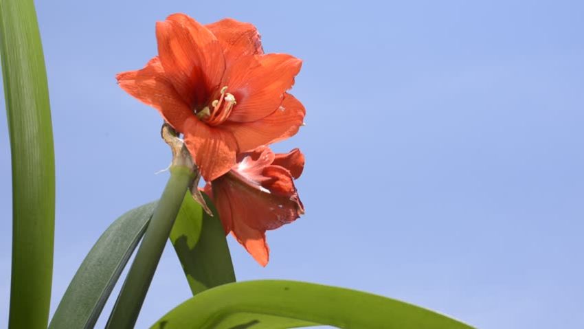  o hippeastrum floresceu 