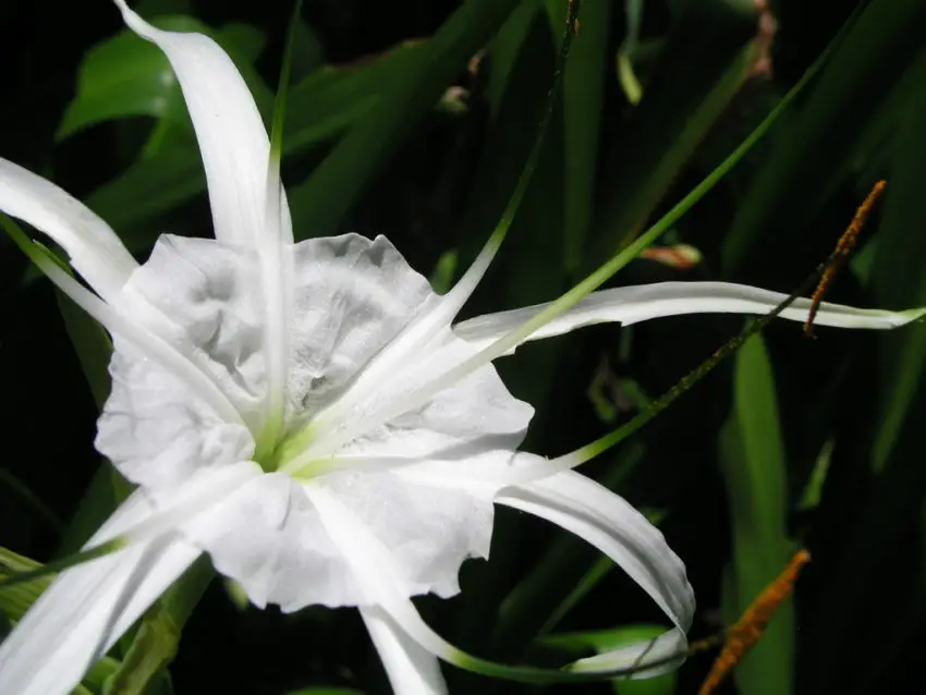 Como cuidar do Hymenocallis em casa