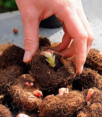 transplante de begónia vermelha