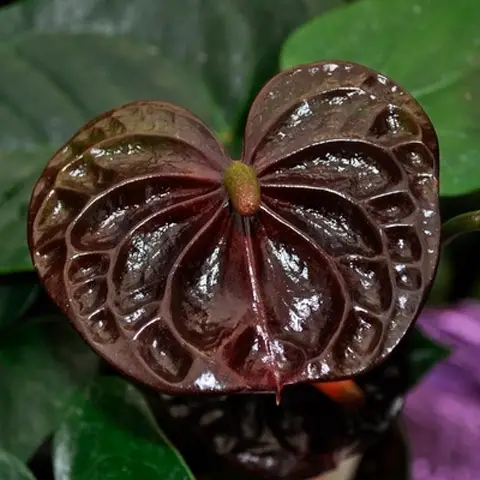 Anthurium Black Queen