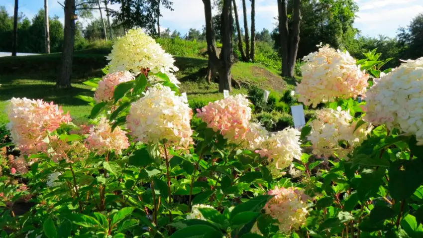  Quando a hortênsia panícula floresce