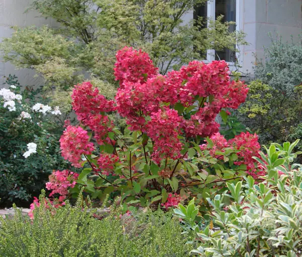 Plantação e cuidado de hortênsias rosa