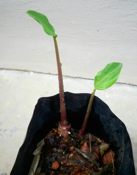 Cuidados com as flores Alpinia em casa