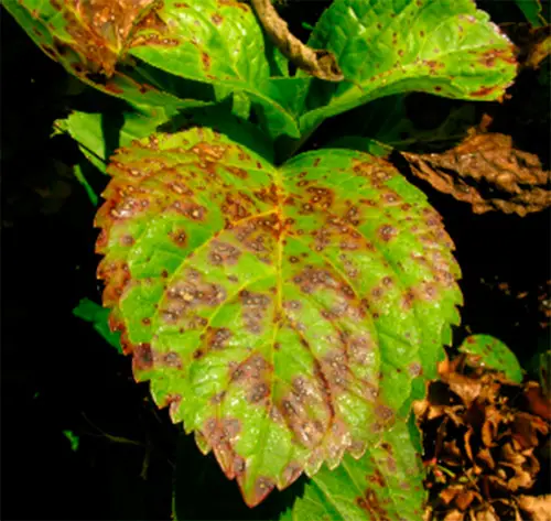 Pestes panículas de hortênsia