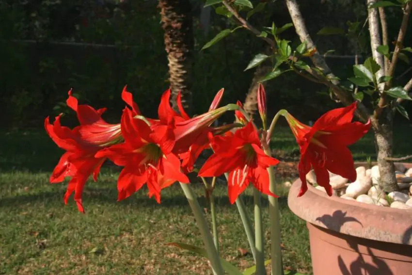 Peculiaridades do transplante do Hippeastrum Real