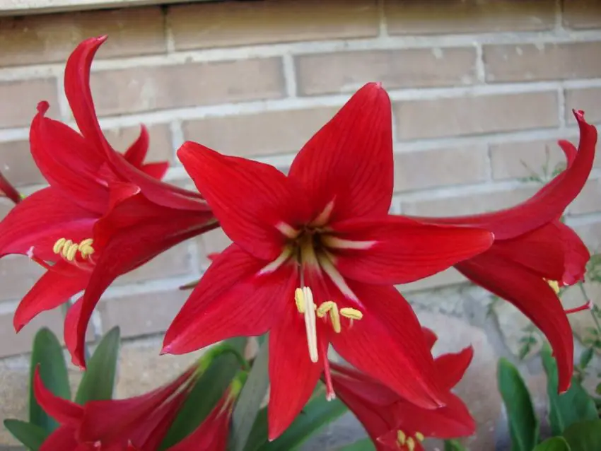 hippeastrum royale