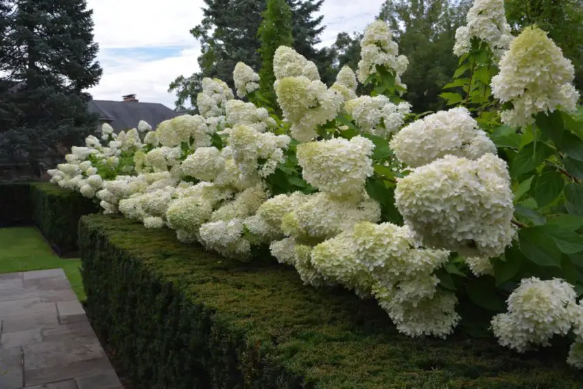 Cuidados com as hortênsias de concha de bomba