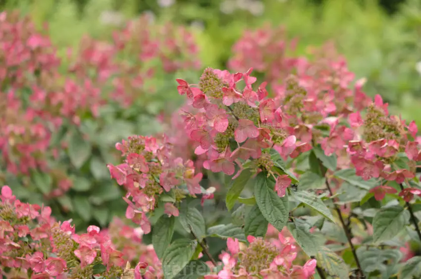 Hortênsia mágica de fogo hydrangea