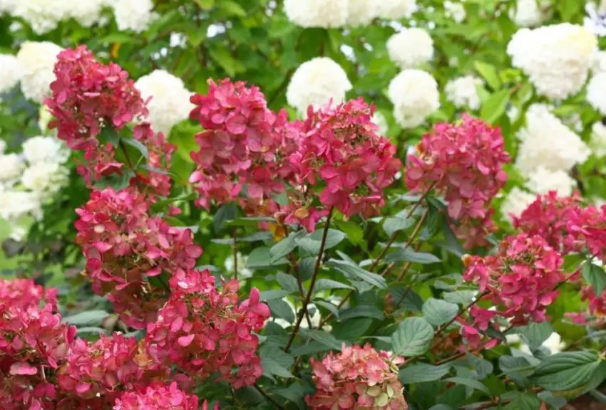 A beleza do canteiro, a hortênsia mágica do fogo