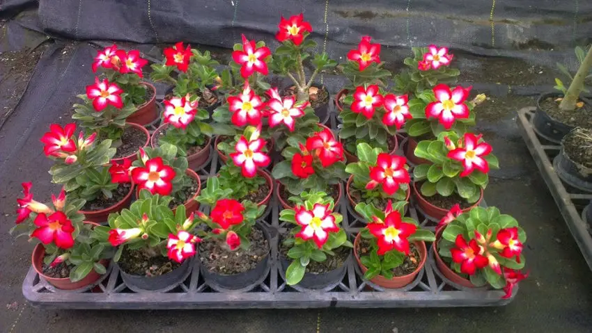 Mini-cuidados Adeniums em casa