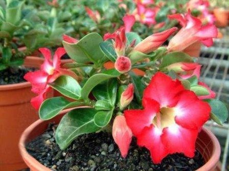 Mini-cuidados e propagação do Adenium