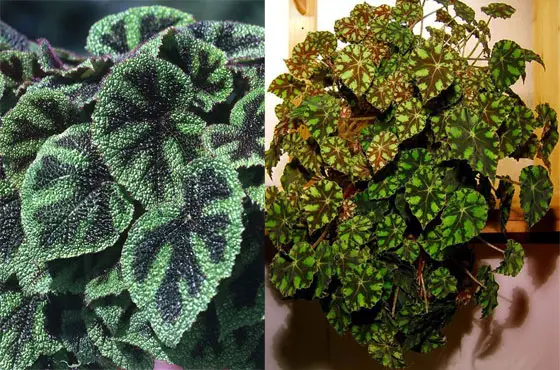 Begonia ornamentalis: variedades, instruções de cuidados, propagação