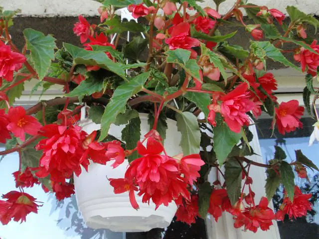 Begonia ampelina: Cultivar e cuidar dela em casa