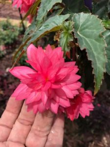 begonia funky rosa